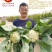 豫艺珍玉松花60青梗松花菜种子耐热耐湿早熟花菜种籽秋播