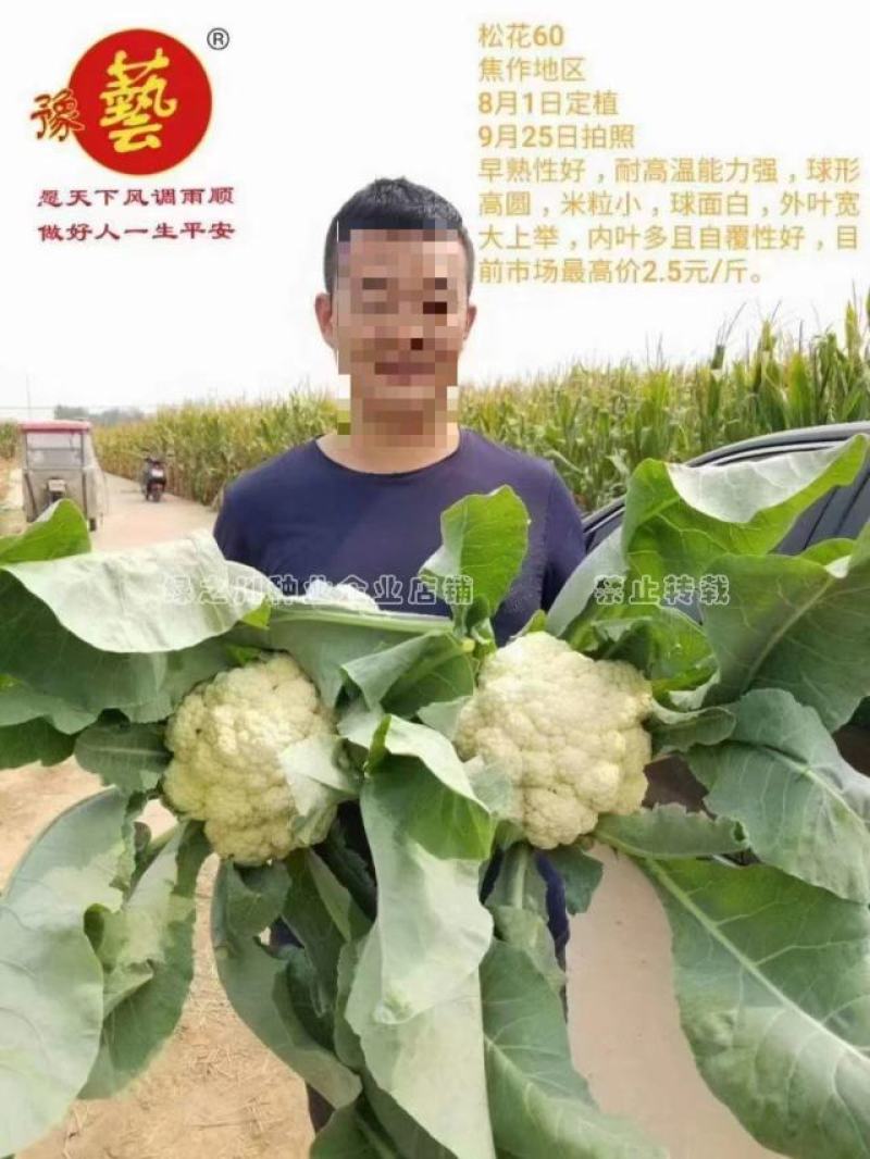 豫艺珍玉松花60青梗松花菜种子耐热耐湿早熟花菜种籽秋播