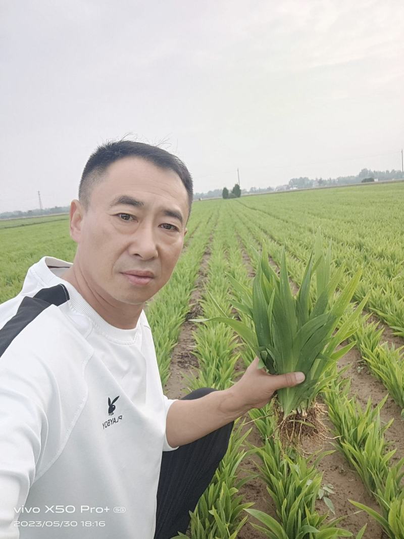 出售知母苗，射干苗，包技术，包回收，保证质量，价格优惠！