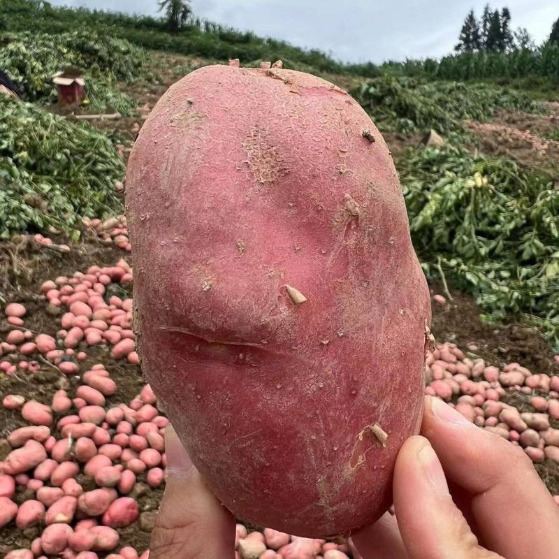 凉山红皮黄心土豆