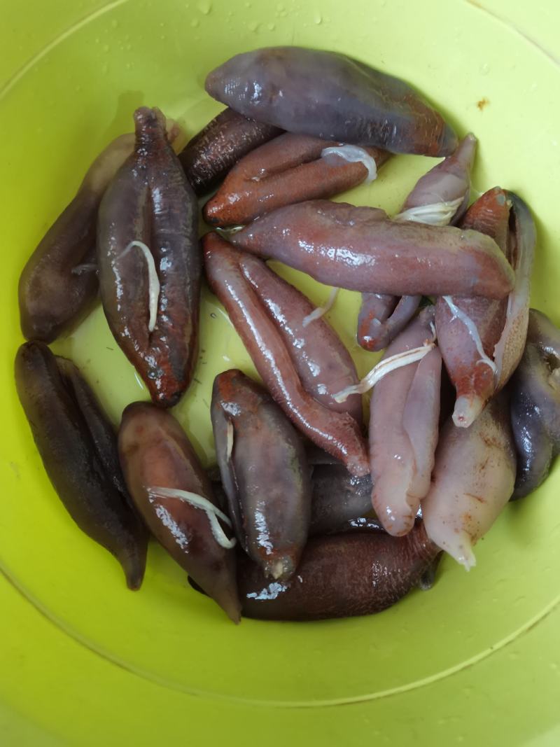 小茄参盐渍半干产地直销海地瓜白菜价海番薯