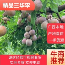 （24小时商家推荐）广西三华李，电商果，市场果，欢迎合作