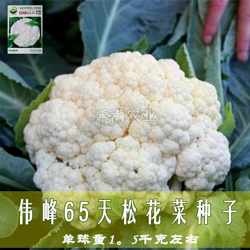 基地优品伟峰65松花菜种子有机花菜种籽花椰菜籽早中熟青梗