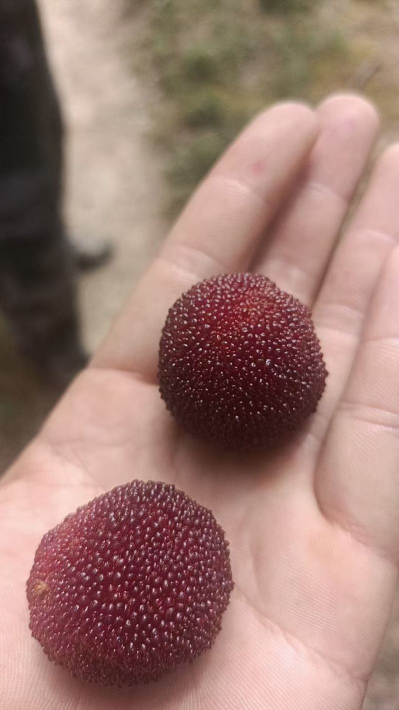 仙居东魁杨梅又大又甜水分很足质量可靠每个人工挑选