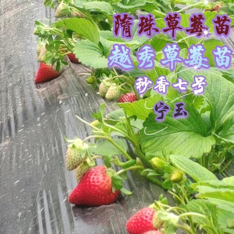 草莓苗，青旗红颜，隋珠，越秀，红玉，妙香七号，宁玉。