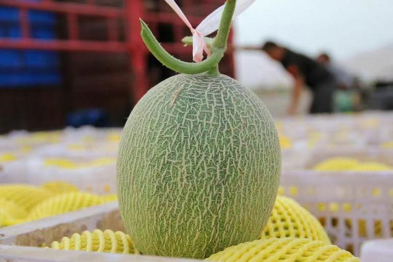 新疆哈密瓜吐鲁番西州蜜瓜25号甜瓜网纹瓜整车团购一件代发