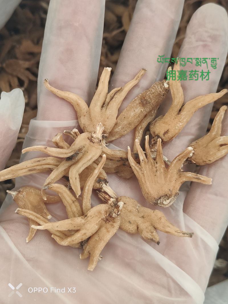 西藏纯野生手掌参