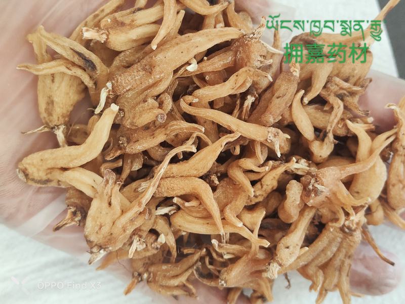 西藏纯野生手掌参