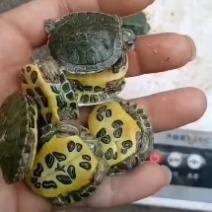 第一批龟苗