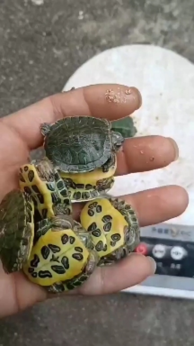 第一批龟苗