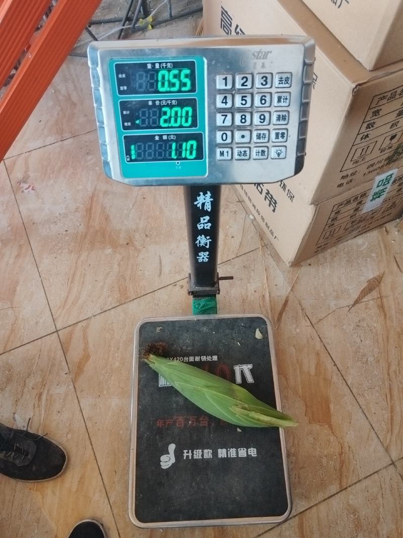 【推荐】水果玉米，太阳花，甜玉米，接全国客商