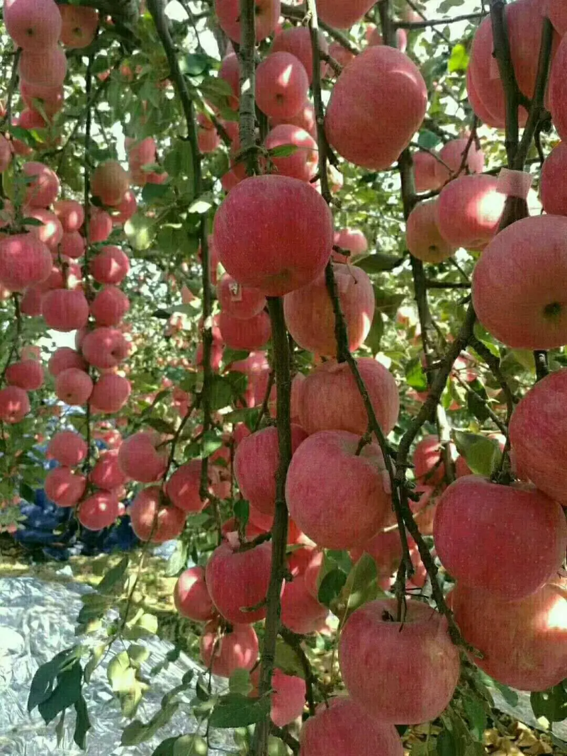 红富士苹果货源充足产地批发，质优量大可免费视频看货欢迎咨