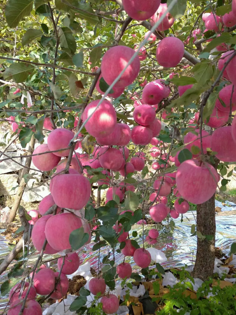 红富士苹果货源充足产地批发，质优量大可免费视频看货欢迎咨