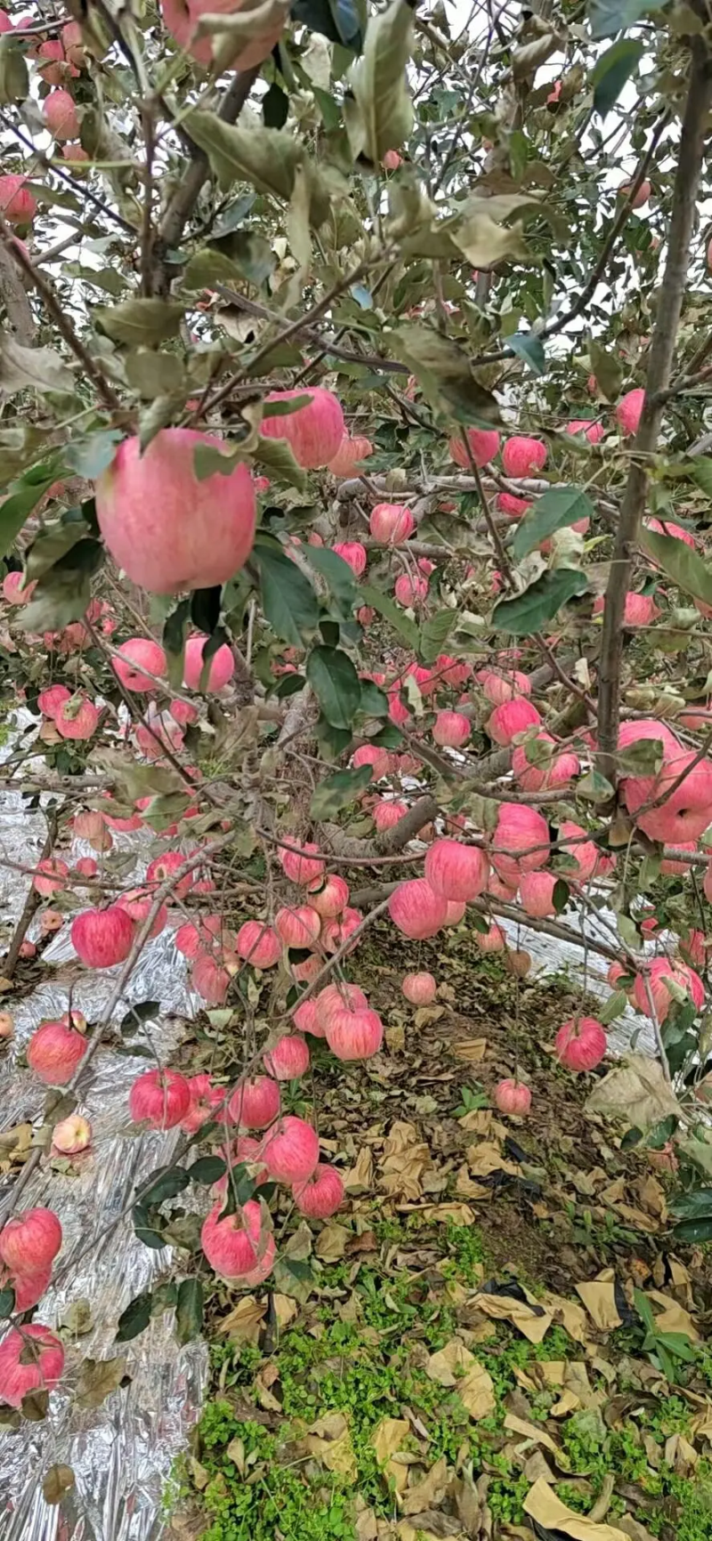 红富士苹果货源充足产地批发，质优量大可免费视频看货欢迎咨