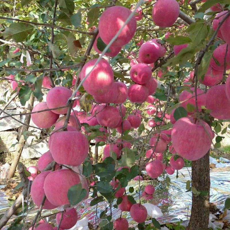 现有85#上高次红富士苹果，全国批发发货，可免费视频看货