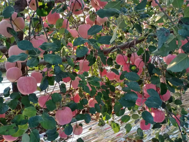 现有85#上高次红富士苹果，全国批发发货，可免费视频看货
