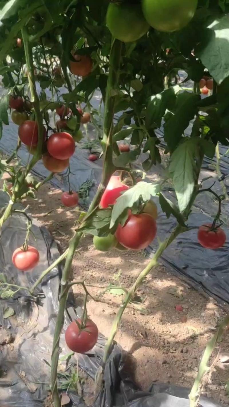 大果水果西红柿（莱喜568）以上市