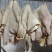 水煮熟牛肚产地一手货源直发品质好价格可谈