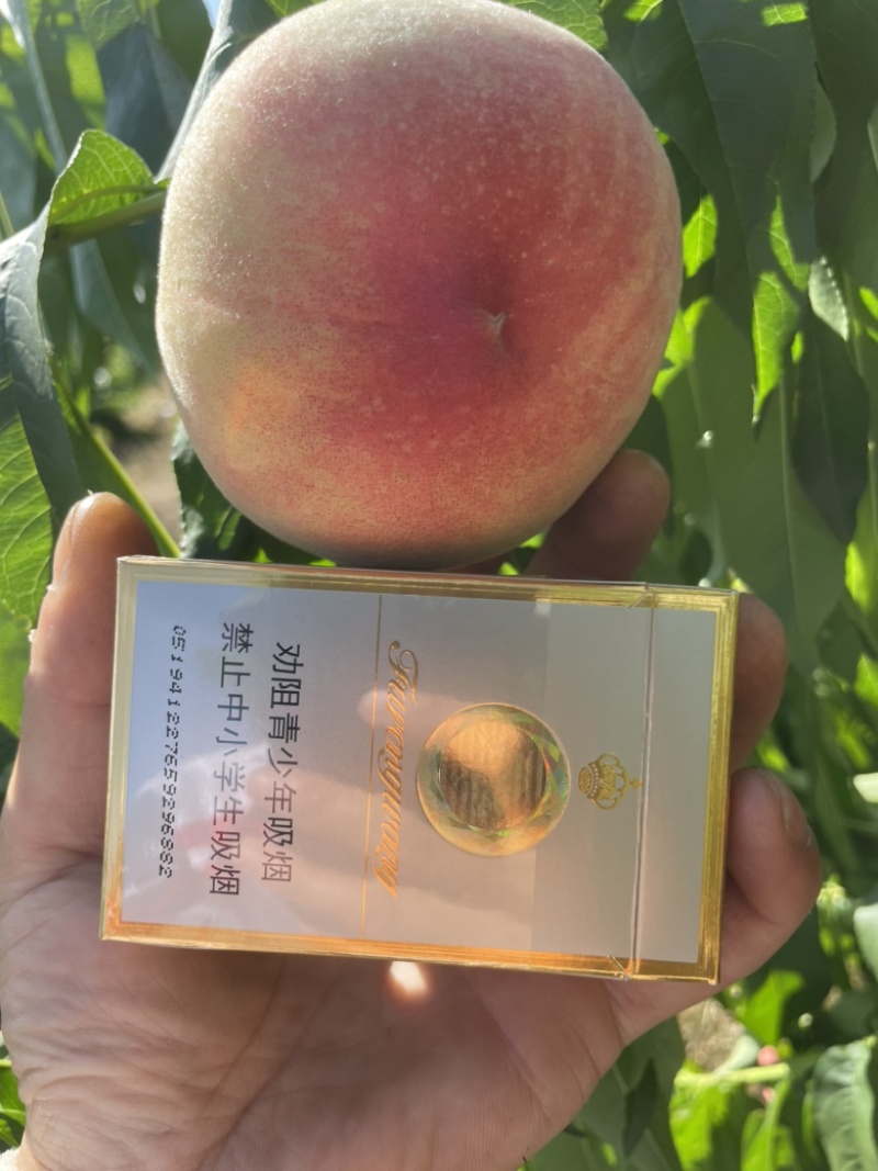 大量现货供应突围蜜桃，质优价廉，欢迎采购！