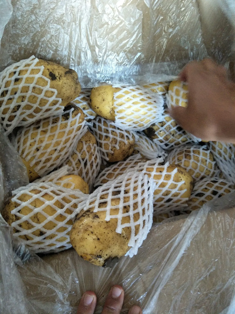 荷兰十五土豆货源充足，产地批发价格低保质保量，欢迎选购