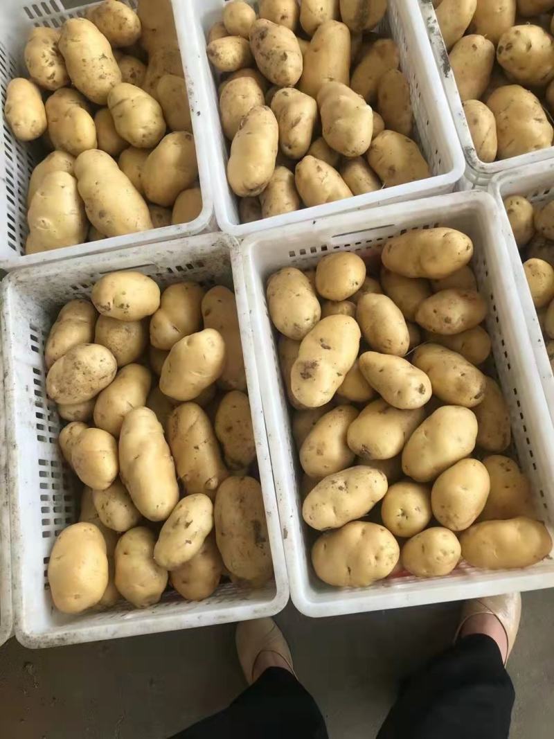 荷兰十五土豆货源充足，产地批发价格低保质保量，欢迎选购