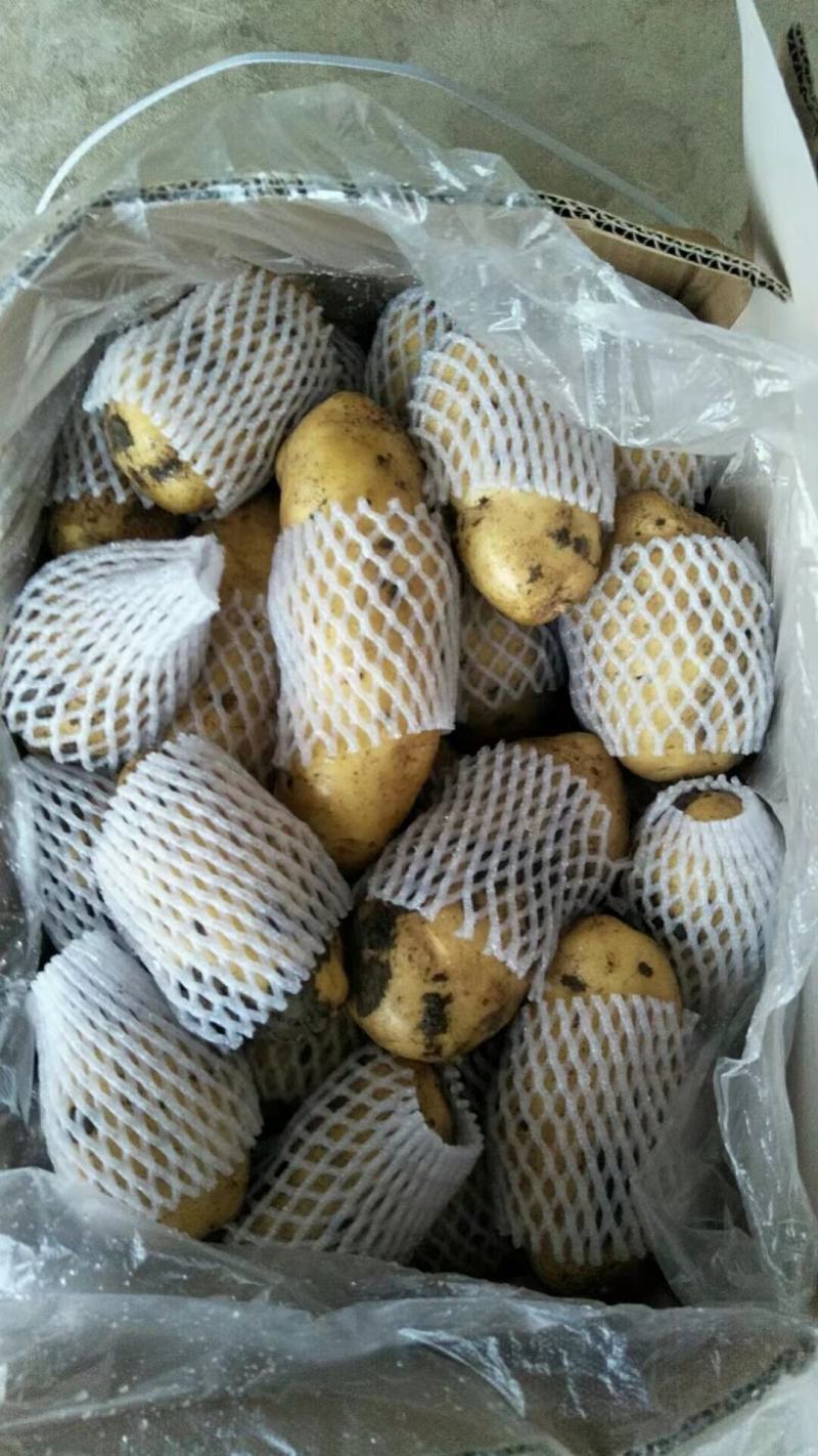 荷兰十五土豆货源充足，产地批发价格低保质保量，欢迎选购