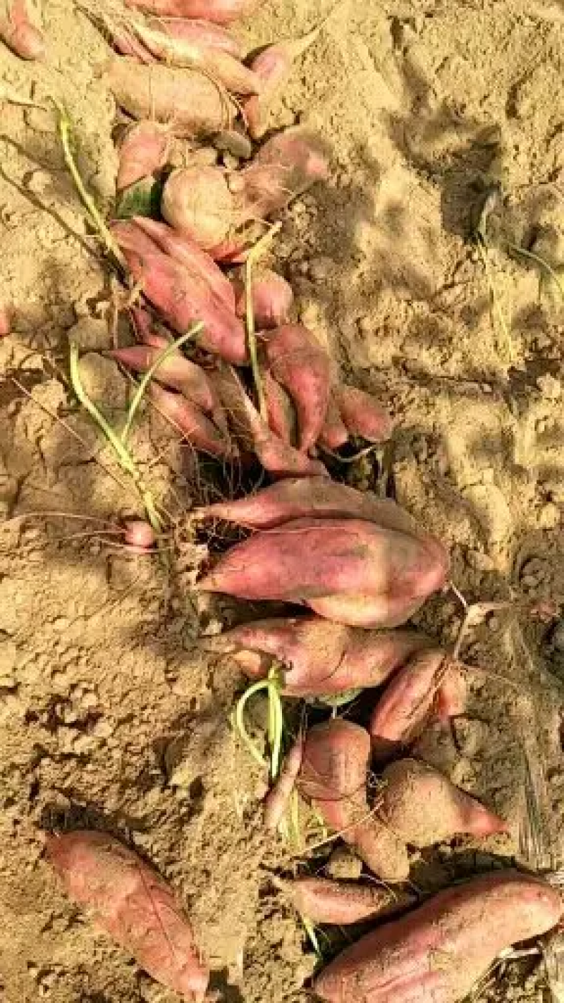 西瓜红红薯产地批发价格低，一手货源货源充足可免费视频