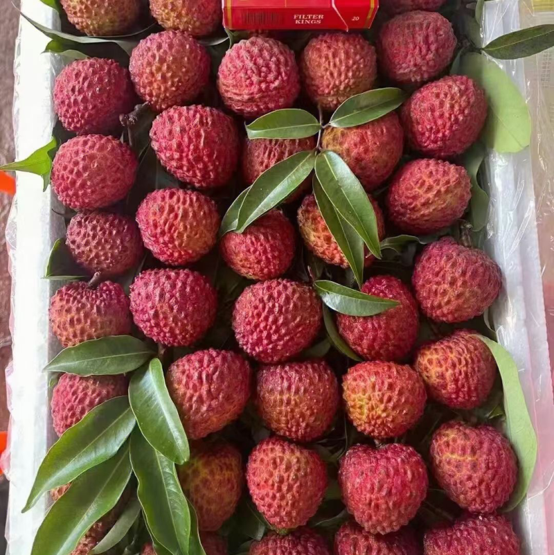 广西灵山荔枝王，大量货源，基地货，大量供应