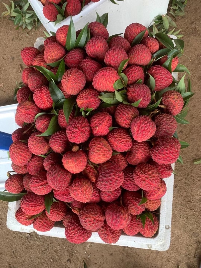 广西灵山荔枝王，大量货源，基地货，大量供应