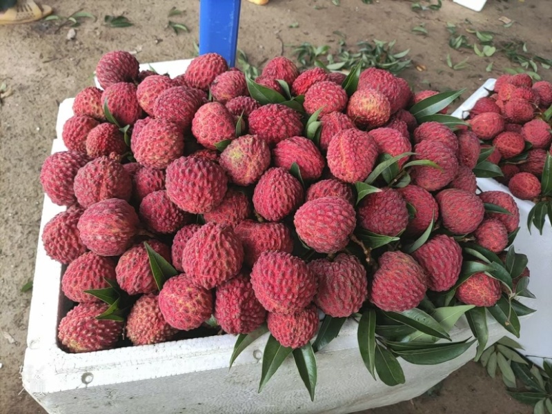广西灵山荔枝王，大量货源，基地货，大量供应