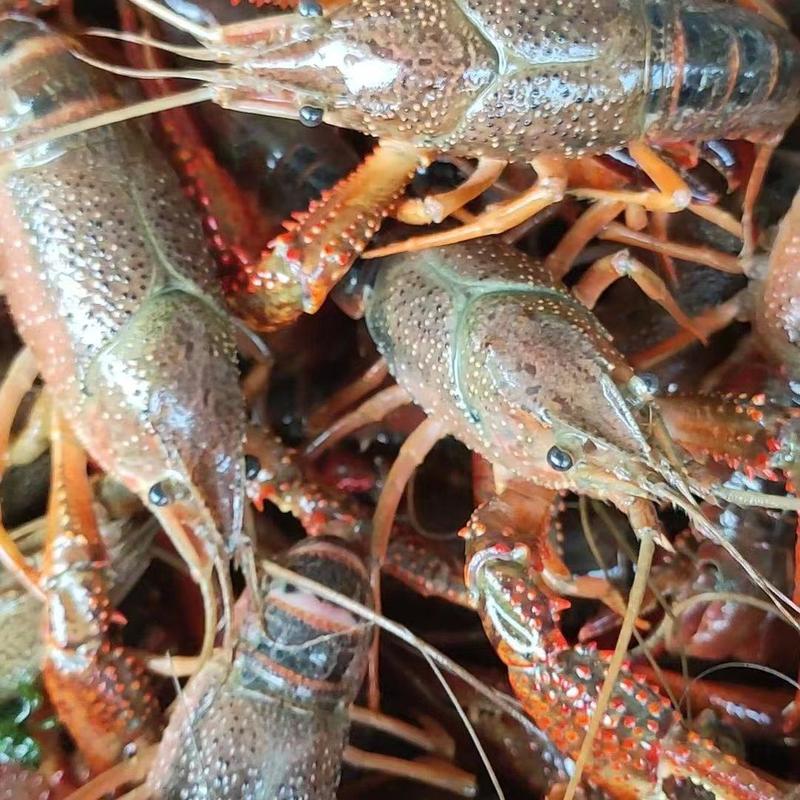 《精品》潜江小龙虾，规格齐全红虾青虾，自家养殖，量大电联