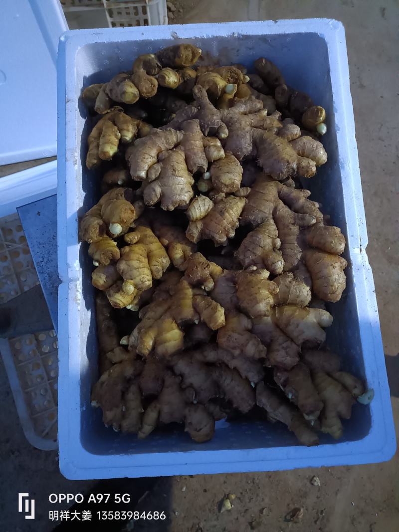 山东沂强小黄姜