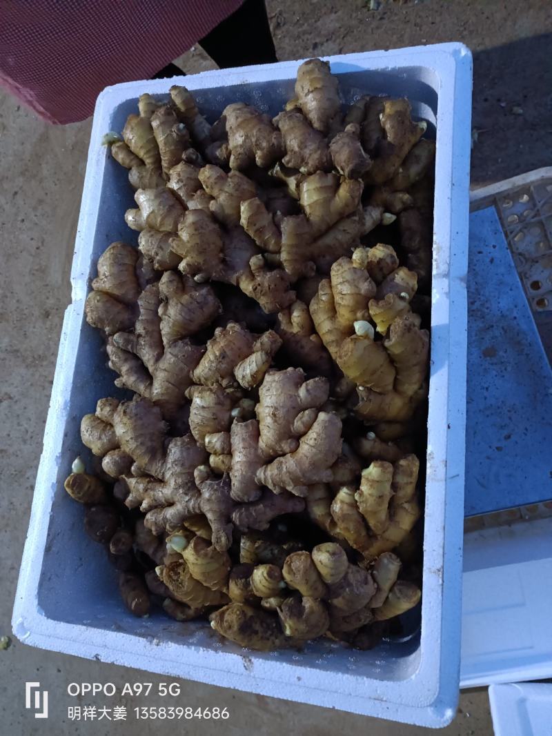 山东沂强小黄姜