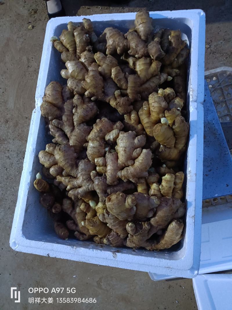 山东沂强小黄姜