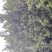 罗汉松移植苗