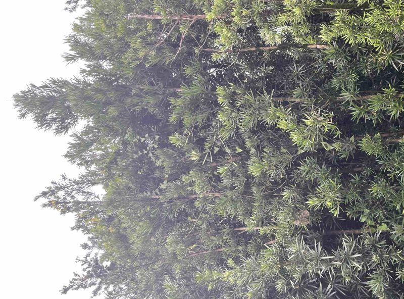 罗汉松移植苗