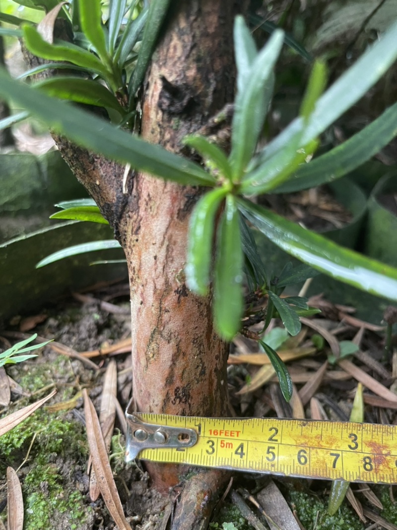 罗汉松移植苗
