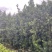 罗汉松移植苗