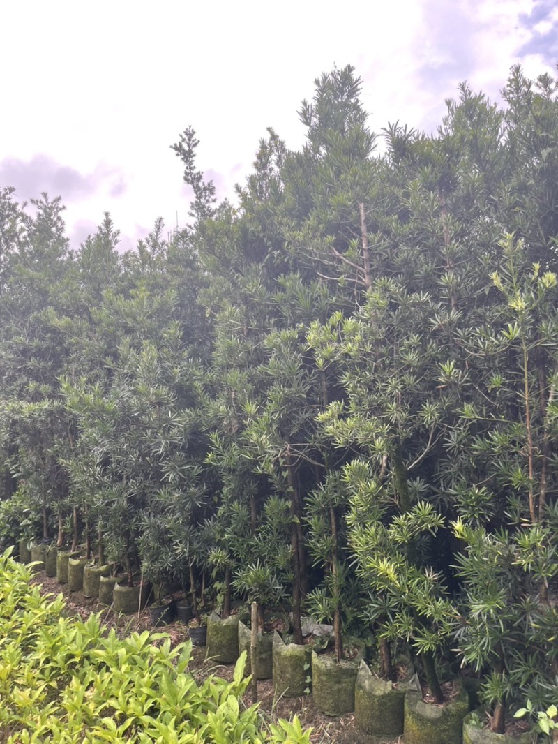 罗汉松移植苗