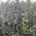 罗汉松移植苗