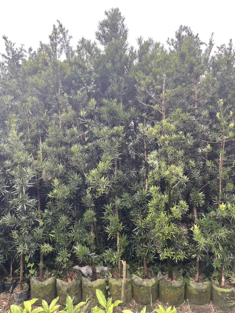 罗汉松移植苗