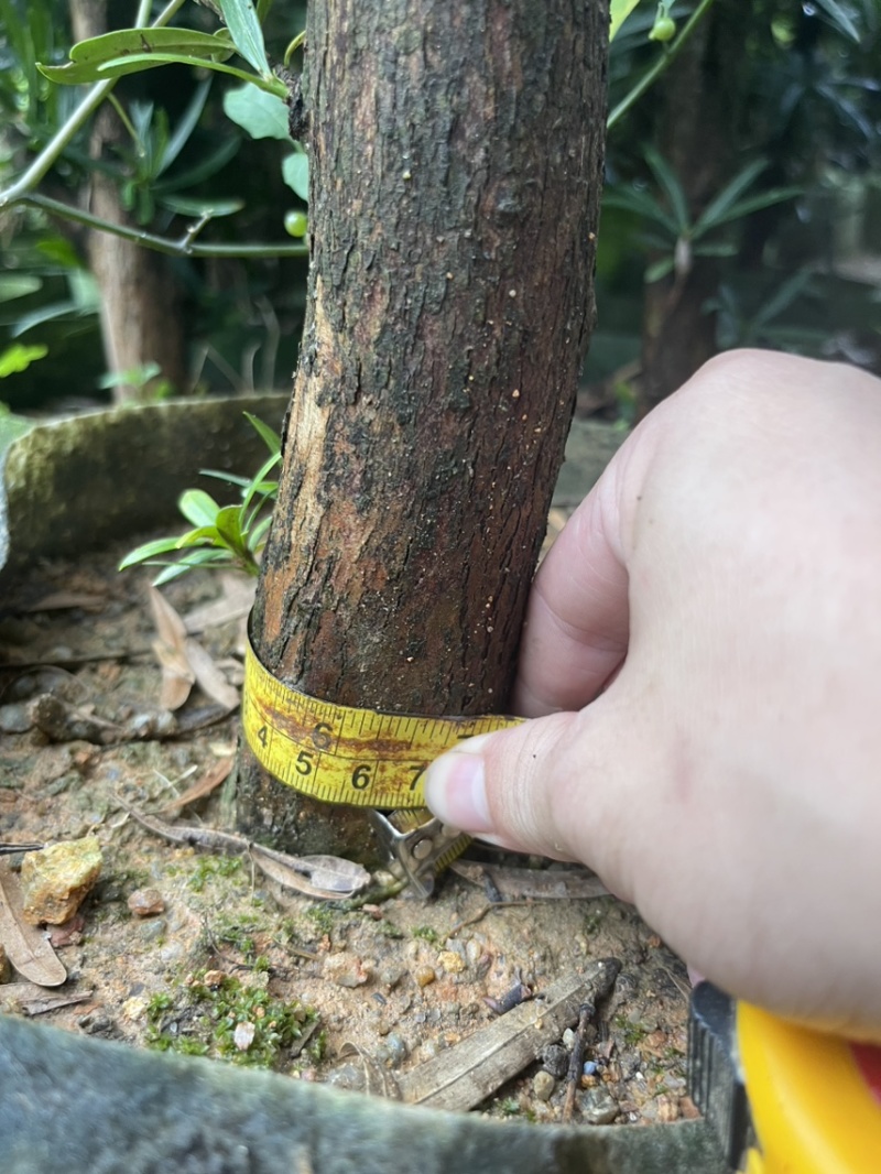 罗汉松移植苗