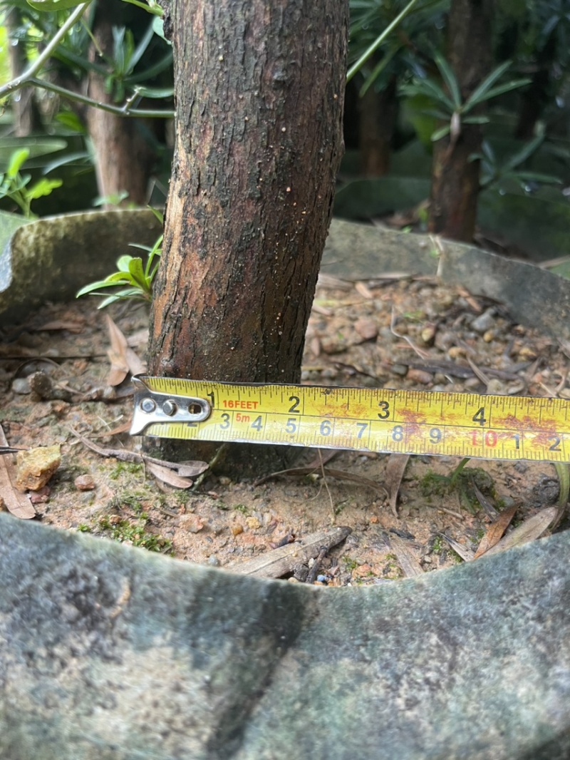 罗汉松移植苗