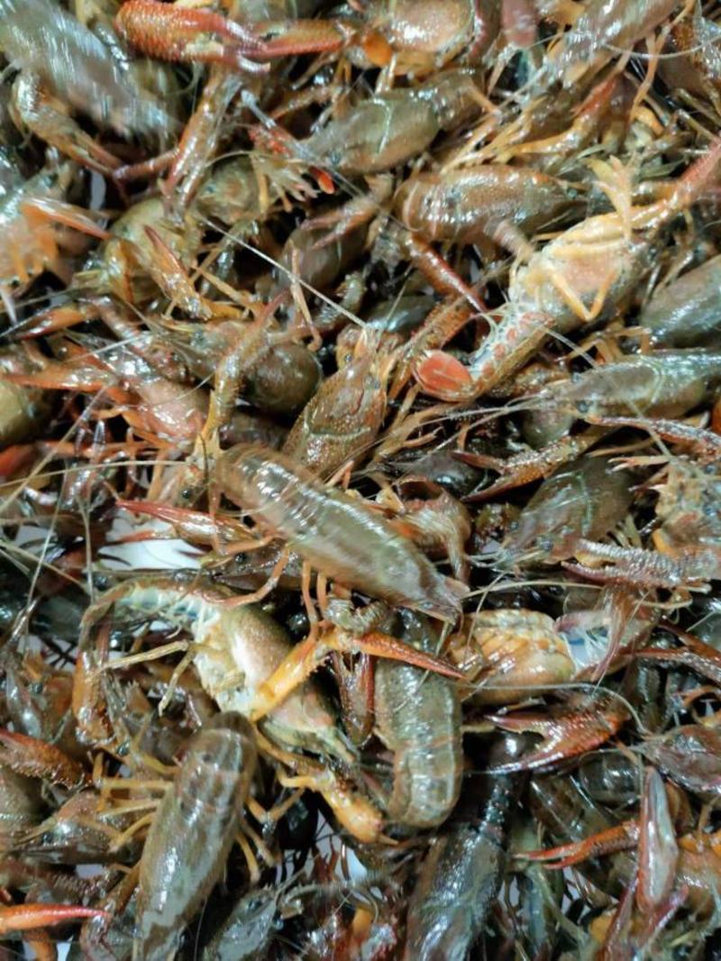 《精品》潜江小龙虾，规格齐全红虾青虾，自家养殖，量大电联