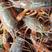 《龙虾》小龙虾，青虾，红虾，自家养殖，全国发货，电联