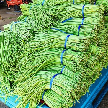 精品长豆角青豆角，基地直采量大质优市场电商工厂
