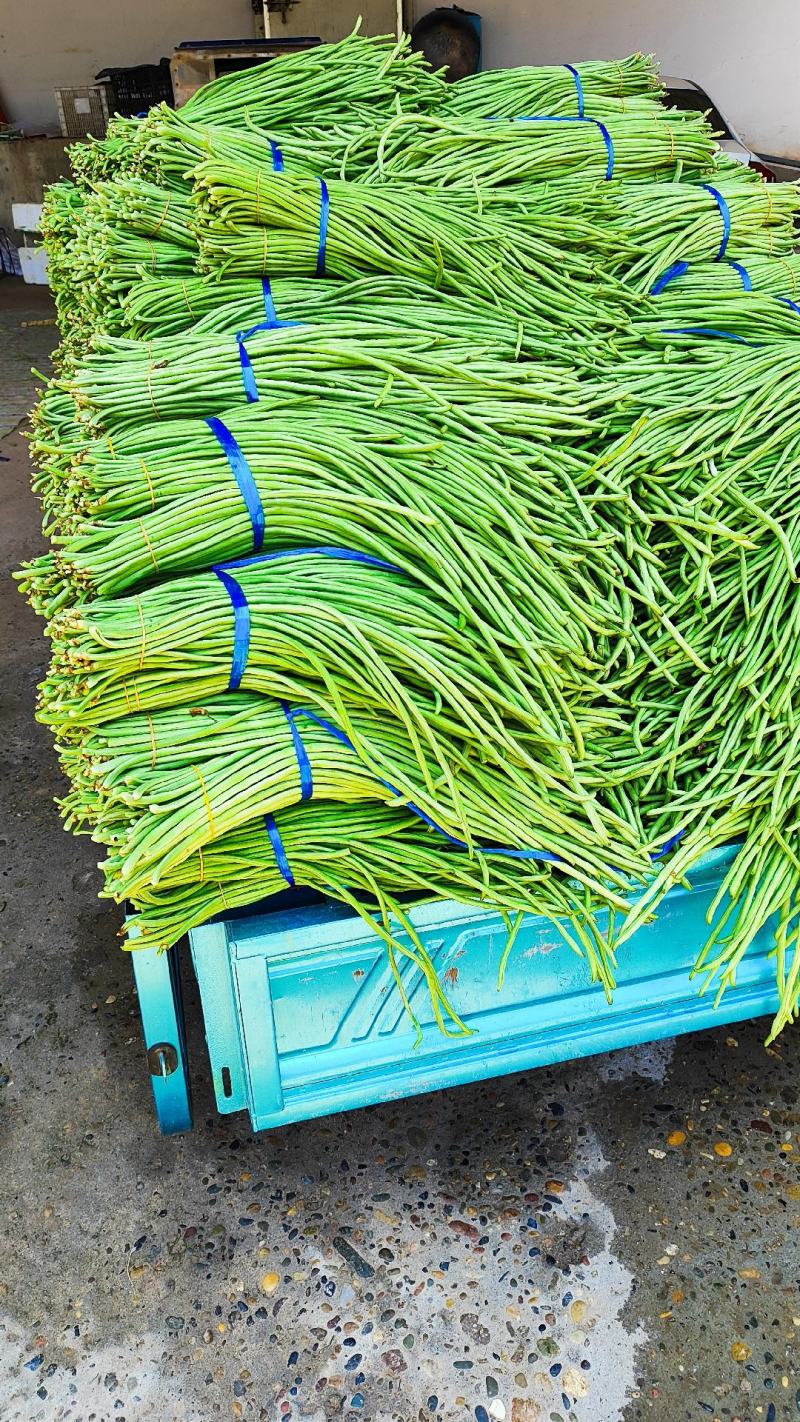 精品长豆角青豆角，基地直采量大质优市场电商工厂