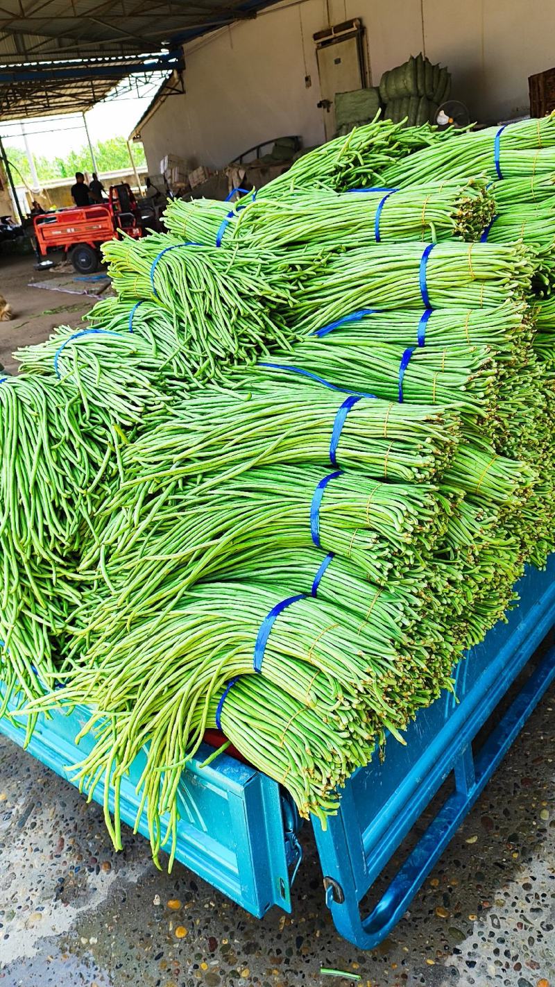 精品长豆角青豆角，基地直采量大质优市场电商工厂