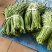 精品长豆角青豆角，基地直采量大质优市场电商工厂