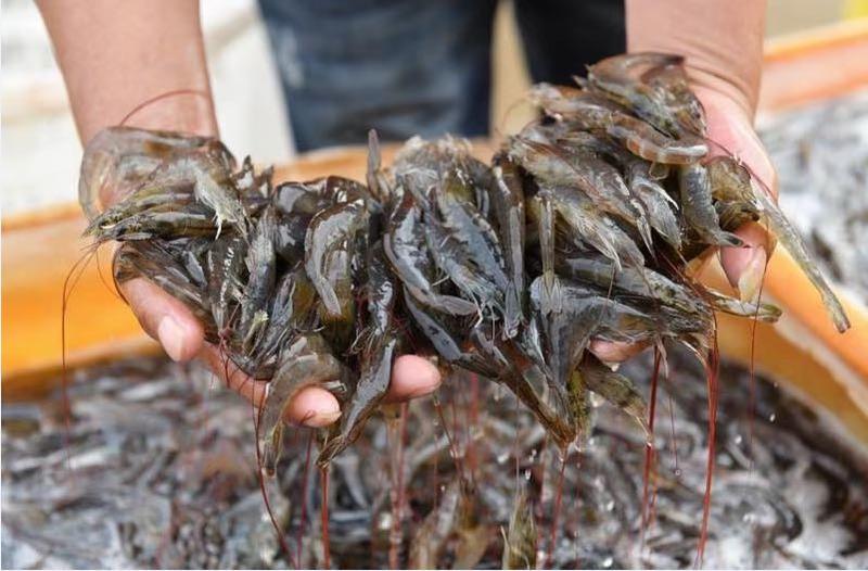 广西北海精品虾滑厂家直发对接各类客户全国发货